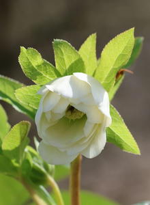 Lenzrose 'Double Ellen ® White'