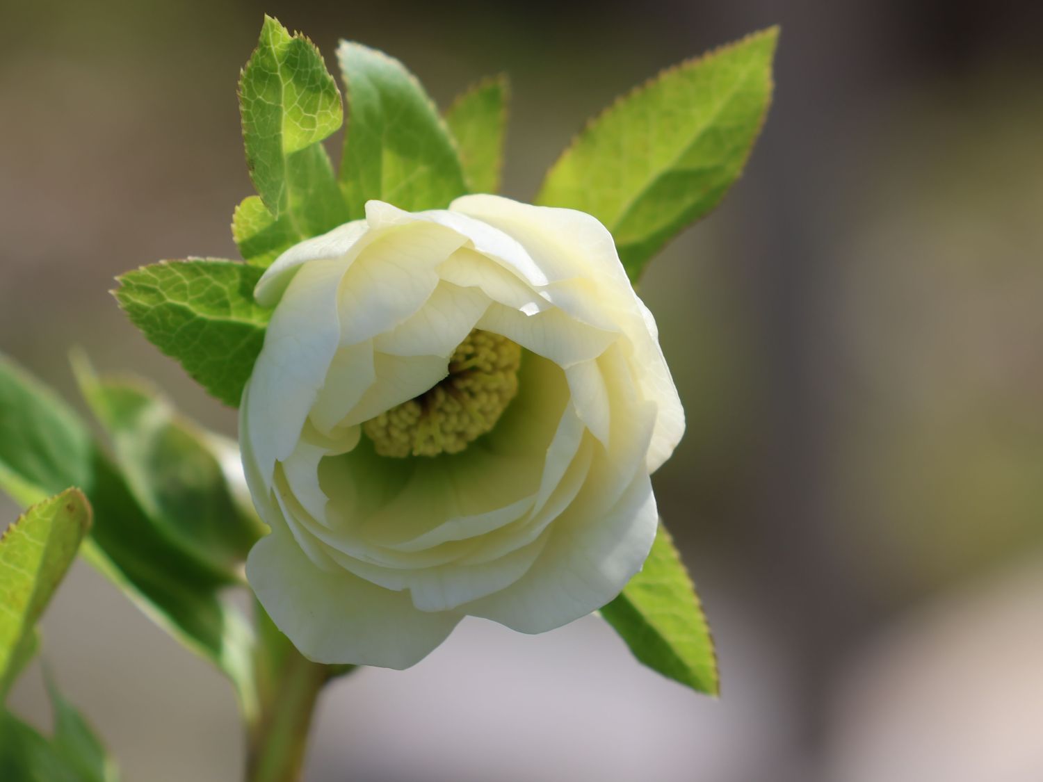 Lenzrose 'Double Ellen ® White' Beste Sorten & StaudenWissen