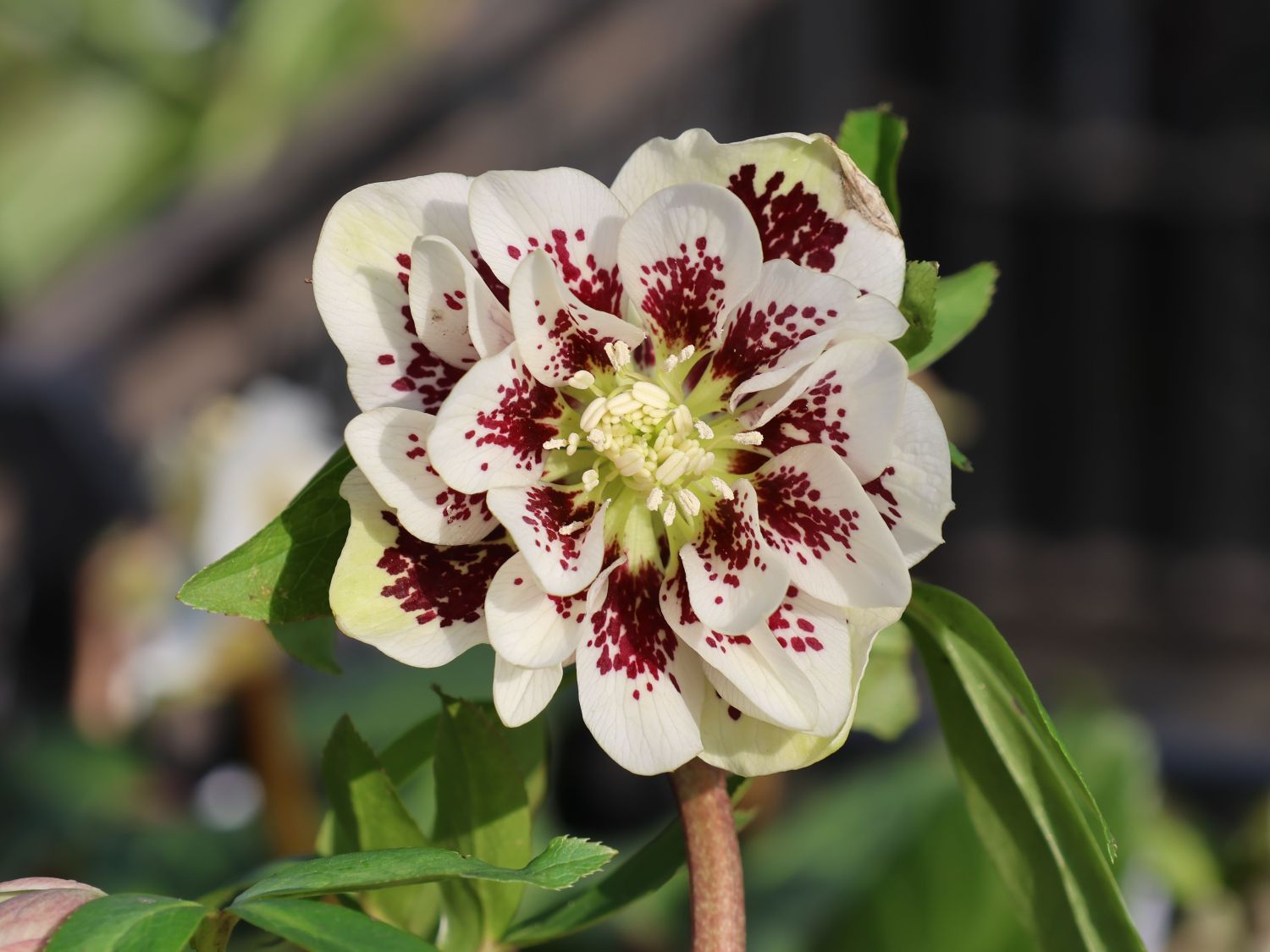 Lenzrose 'Double Ellen ® Yellow Spotted'