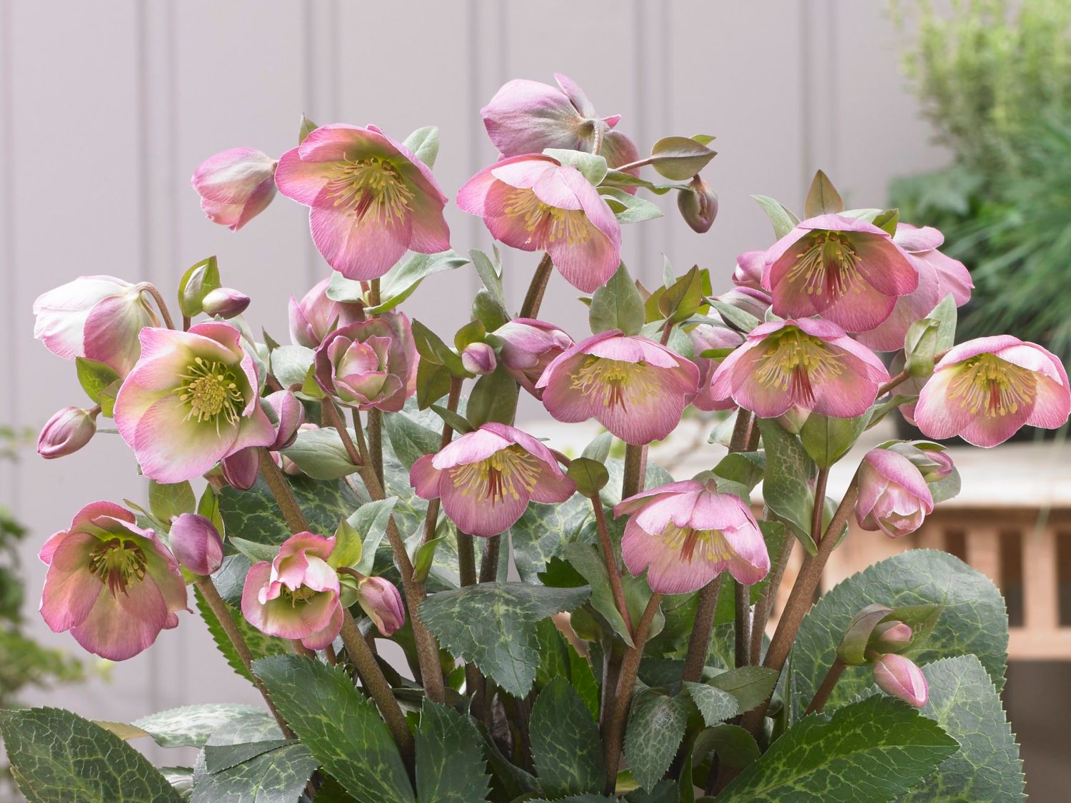 Lenzrose 'Frostkiss ® Dorothy's Dawn'