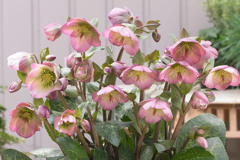 Lenzrose 'Frostkiss ® Dorothy's Dawn' - Helleborus 'Frostkiss ® Dorothy's Dawn'