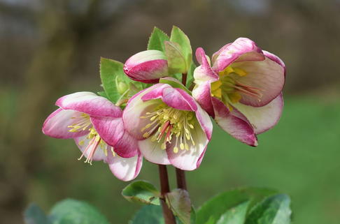 Lenzrose FROSTKISS ® 'Glenda's Gloss' - Helleborus FROSTKISS ® 'Glenda's Gloss'