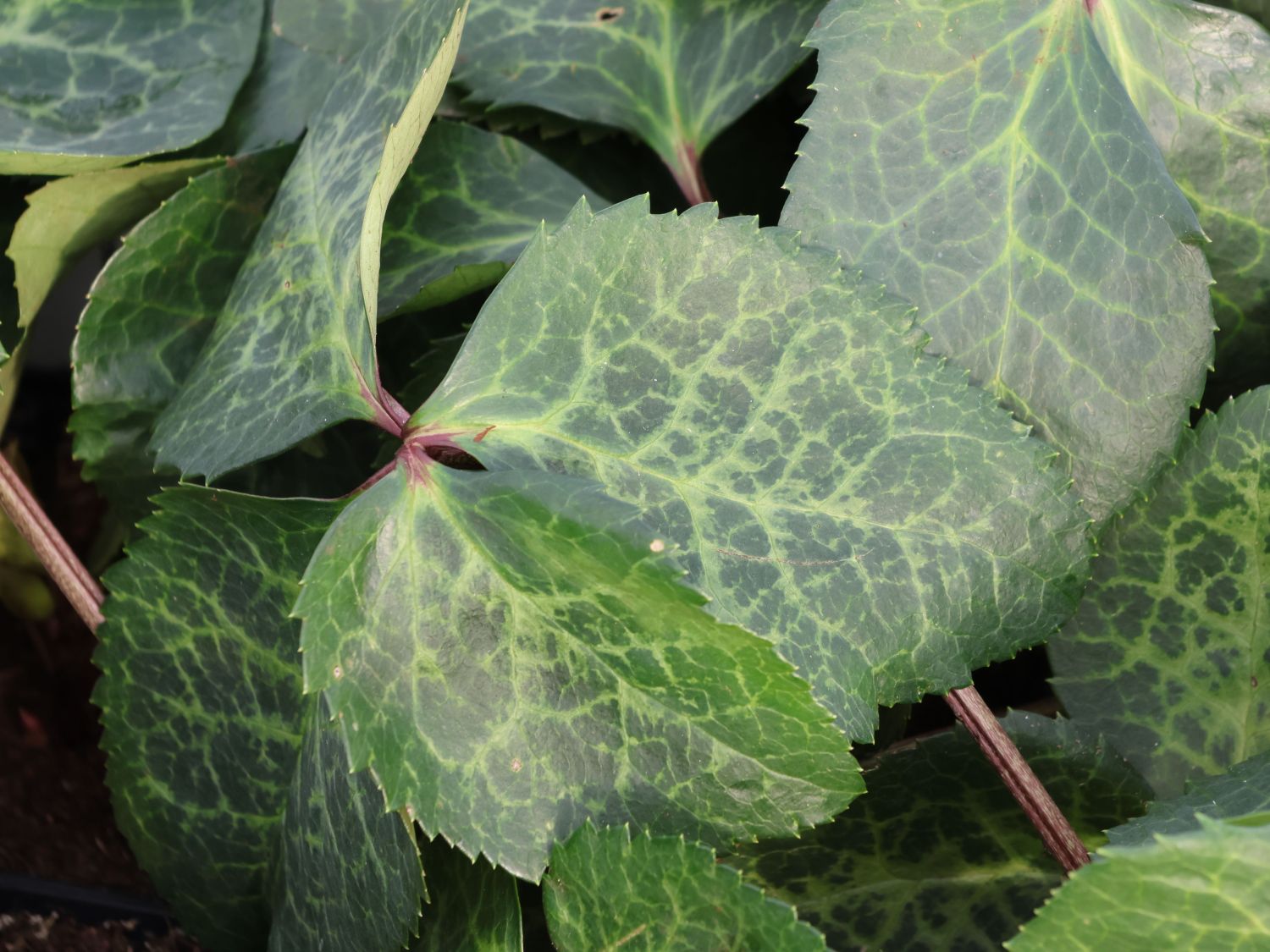 Lenzrose FROSTKISS ® 'Glenda's Gloss' - Helleborus FROSTKISS ® 'Glenda's Gloss'