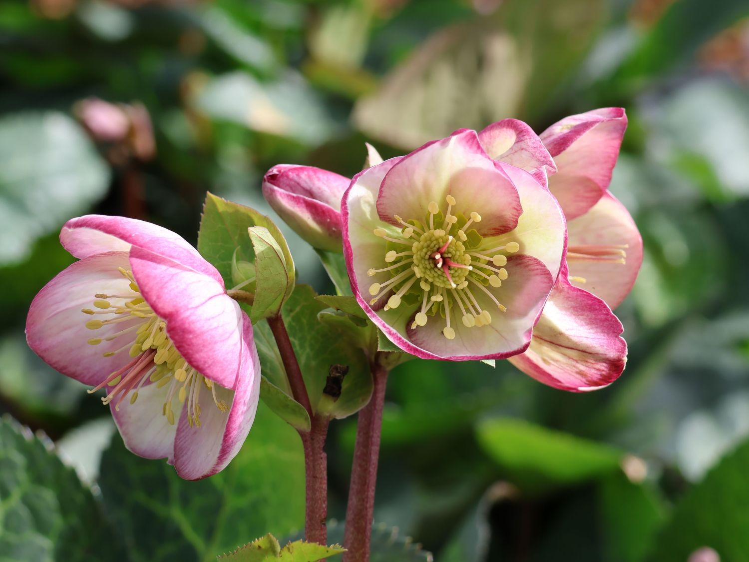 Lenzrose FROSTKISS ® 'Glenda's Gloss' - Helleborus FROSTKISS ® 'Glenda's Gloss'