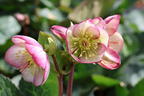 Lenzrose FROSTKISS ® 'Glenda's Gloss' - Helleborus FROSTKISS ® 'Glenda's Gloss'