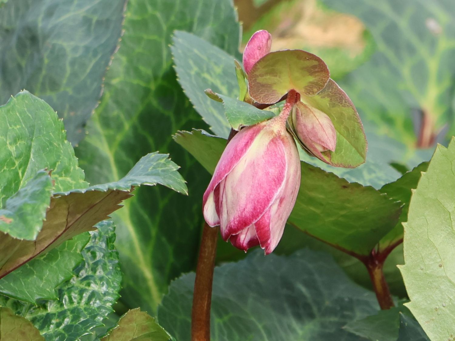 Lenzrose FROSTKISS ® 'Glenda's Gloss' Beste Sorten & StaudenWissen