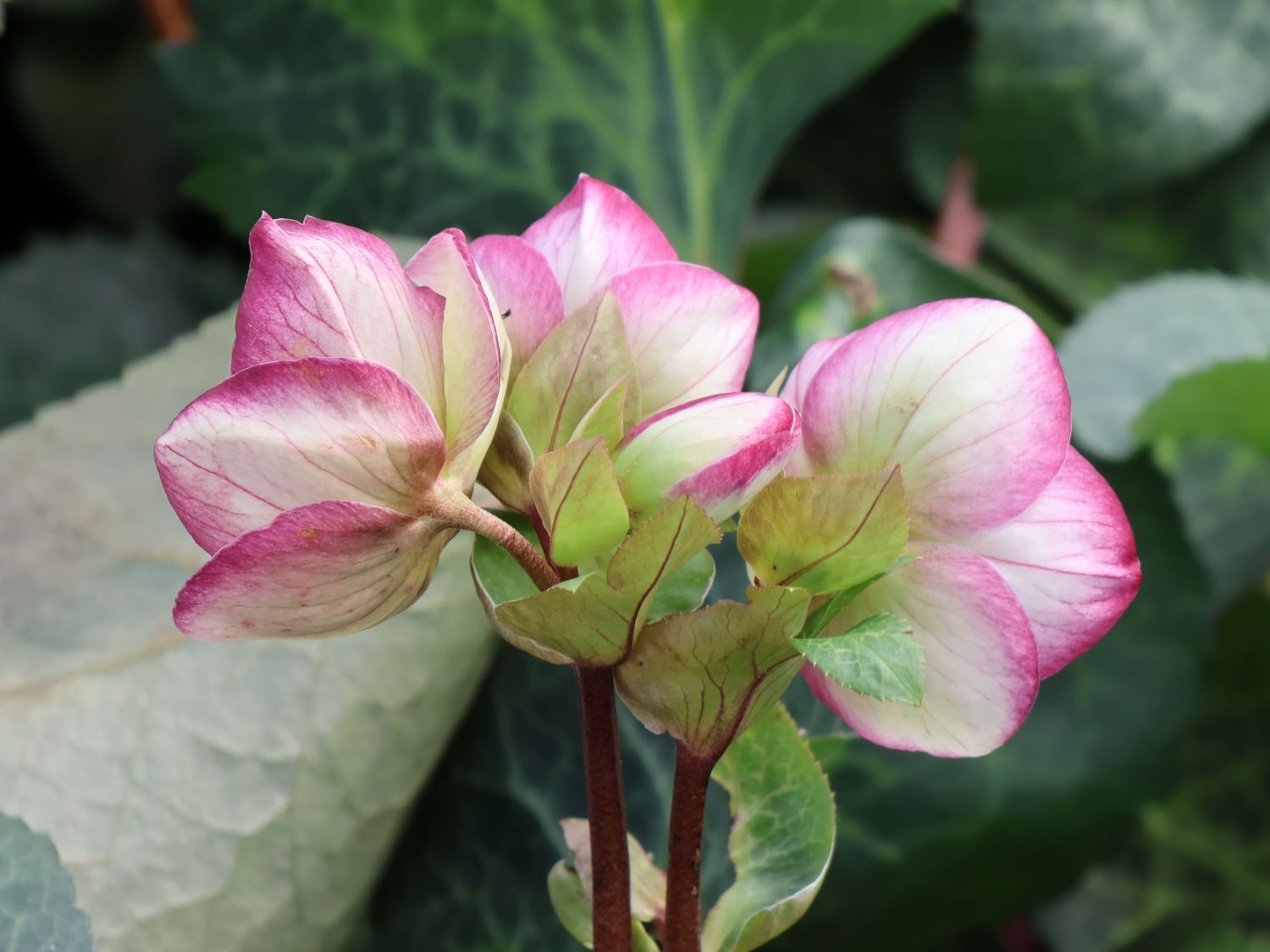 Lenzrose FROSTKISS ® 'Glenda's Gloss' - Helleborus FROSTKISS ® 'Glenda's Gloss'