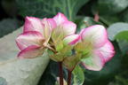 Lenzrose FROSTKISS ® 'Glenda's Gloss' - Helleborus FROSTKISS ® 'Glenda's Gloss'