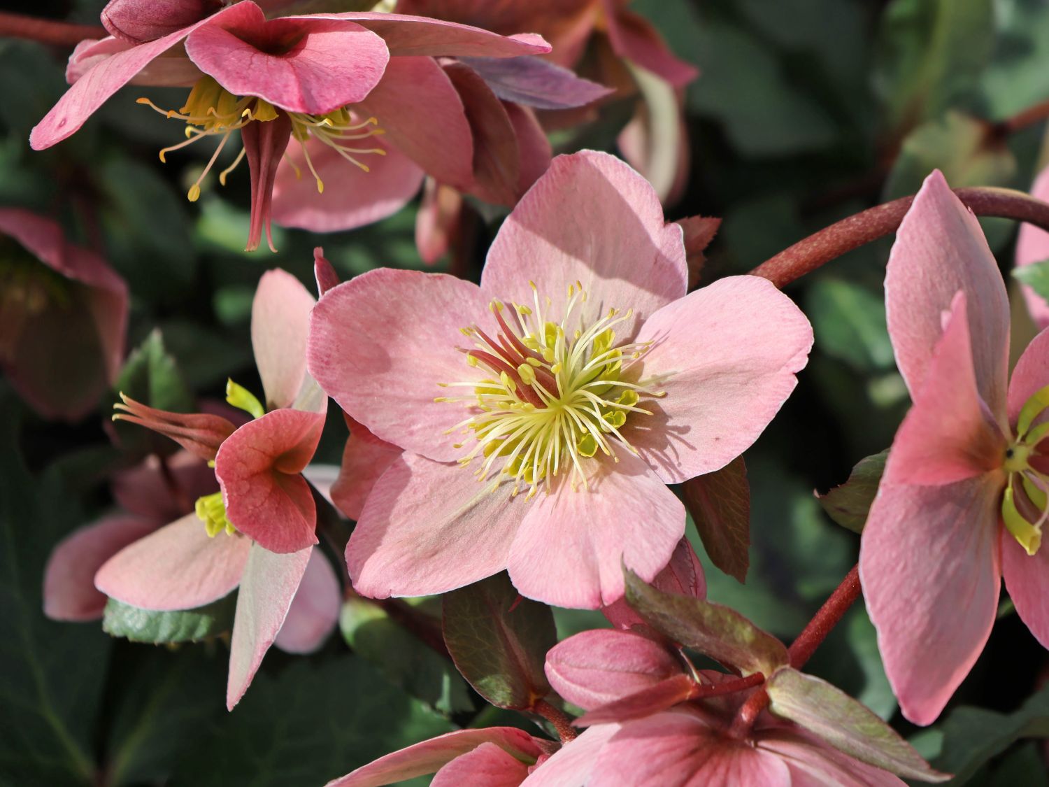 Lenzrose 'Pirouette' - Helleborus x ericsmithii 'Pirouette'