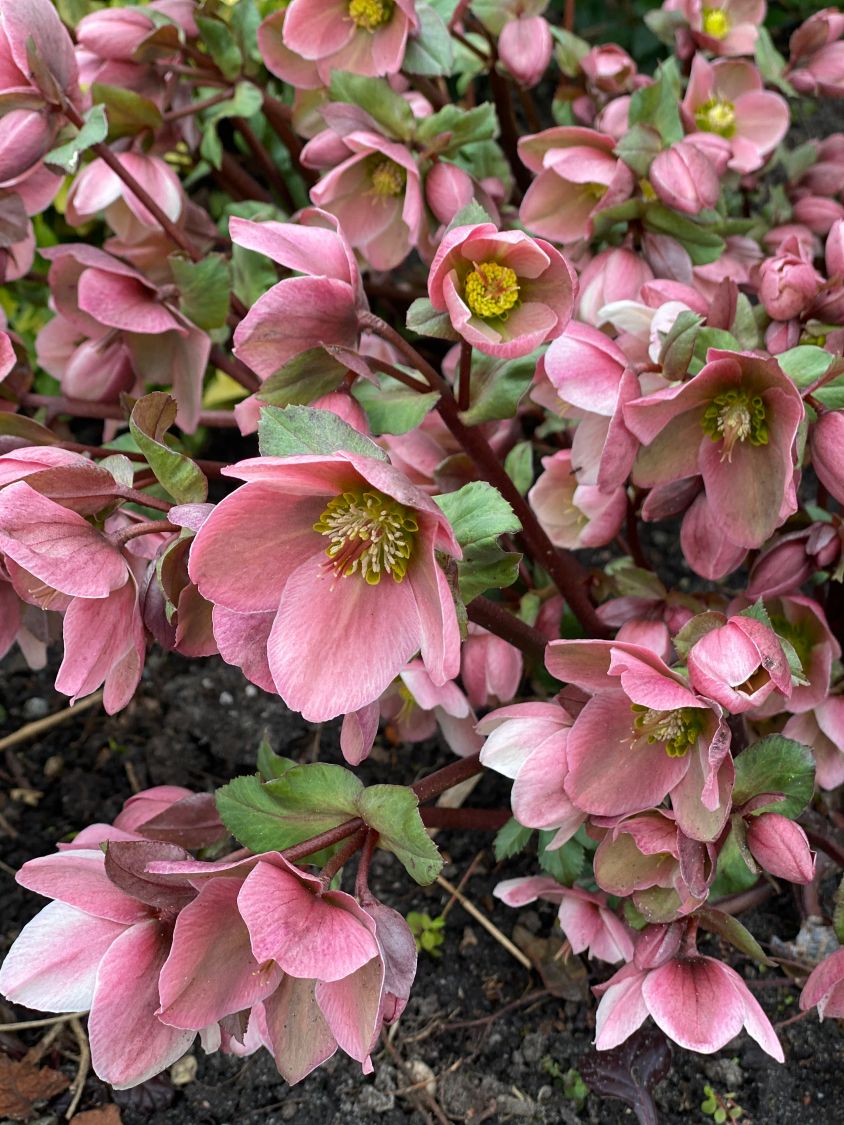 Lenzrose 'Pirouette' - Helleborus x ericsmithii 'Pirouette'