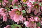 Lenzrose 'Pirouette' - Helleborus x ericsmithii 'Pirouette'