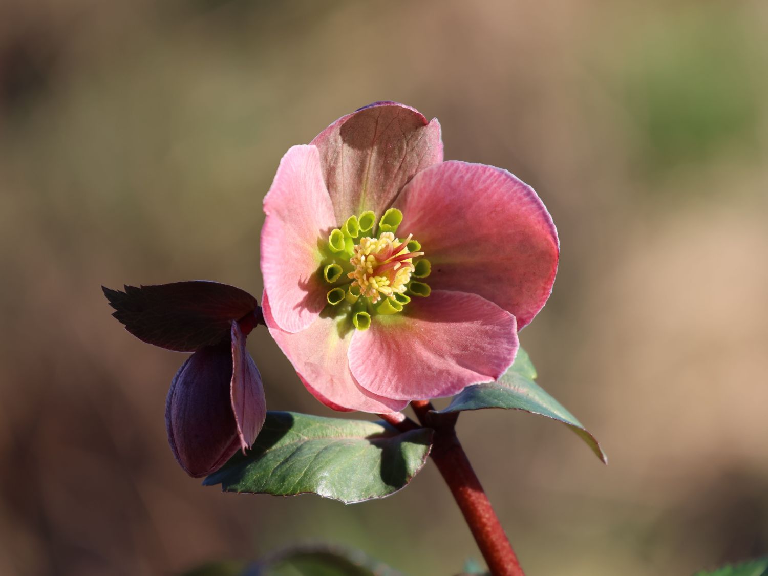 Lenzrose 'Pirouette' - Helleborus x ericsmithii 'Pirouette'