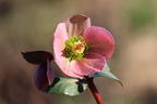 Lenzrose 'Pirouette' - Helleborus x ericsmithii 'Pirouette'