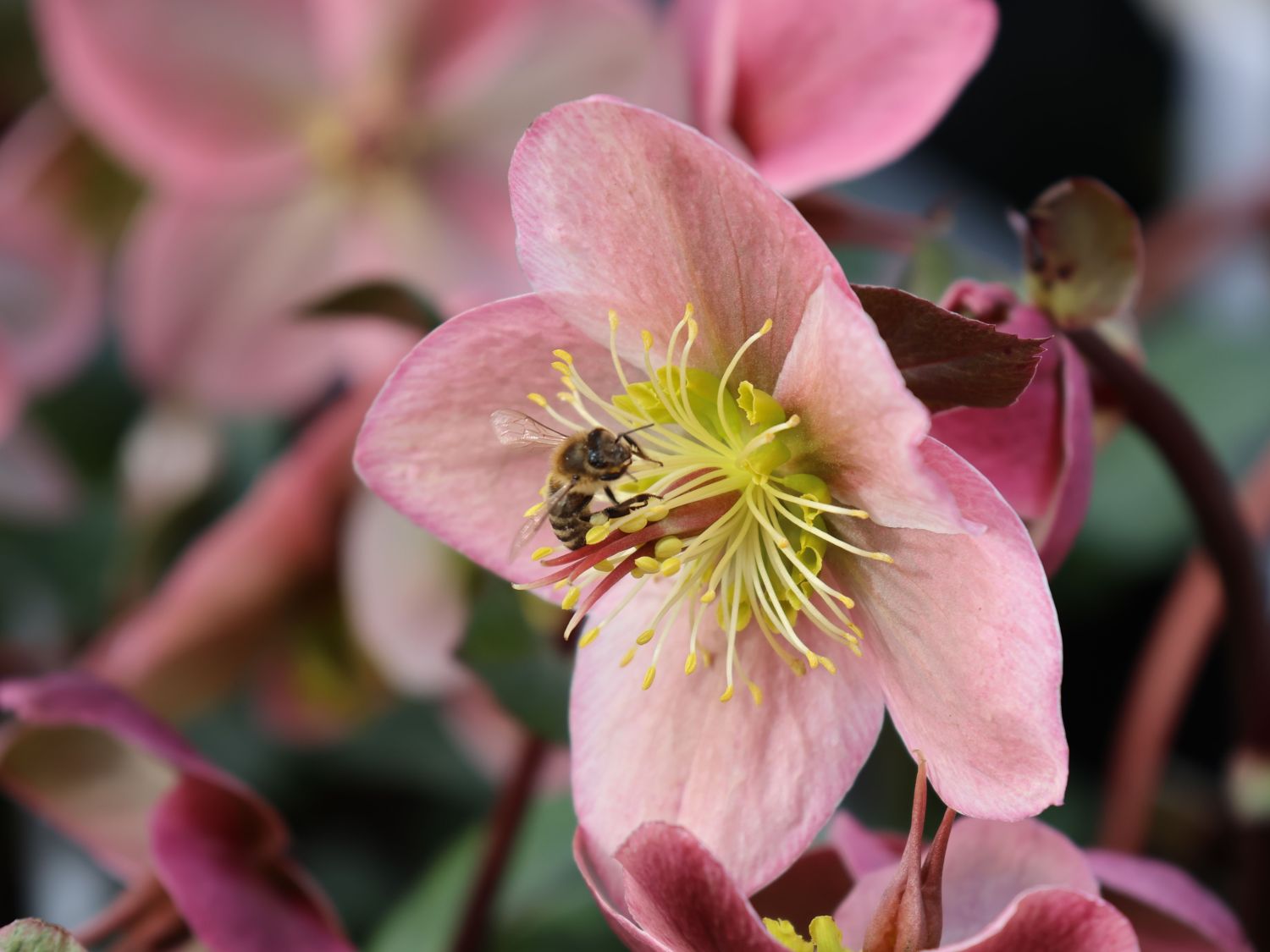 Lenzrose 'Pirouette' - Helleborus x ericsmithii 'Pirouette'