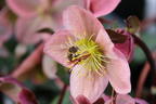 Lenzrose 'Pirouette' - Helleborus x ericsmithii 'Pirouette'