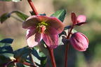 Lenzrose 'Pirouette' - Helleborus x ericsmithii 'Pirouette'