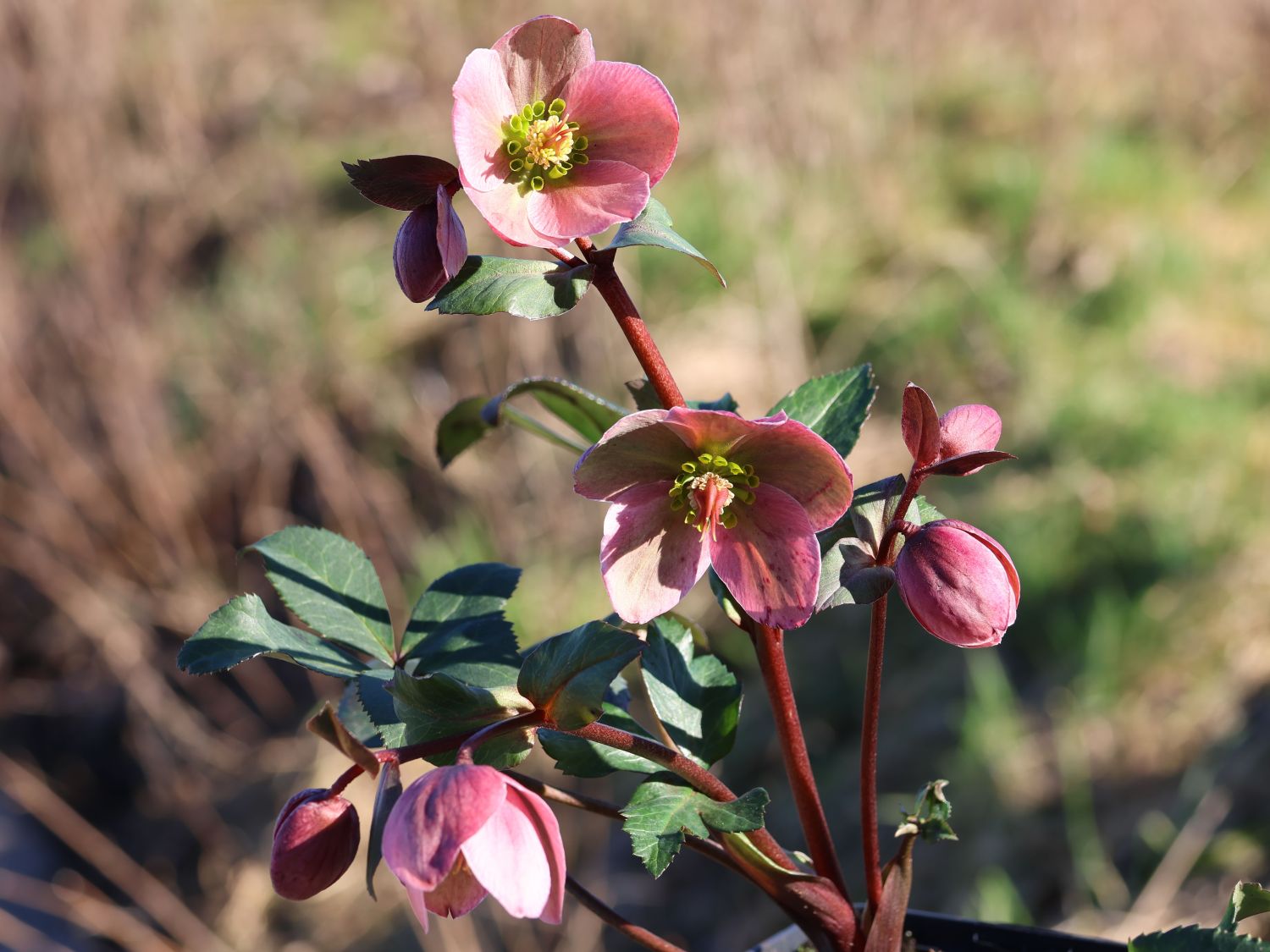 Lenzrose 'Pirouette' - Helleborus x ericsmithii 'Pirouette'