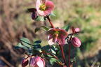 Lenzrose 'Pirouette' - Helleborus x ericsmithii 'Pirouette'