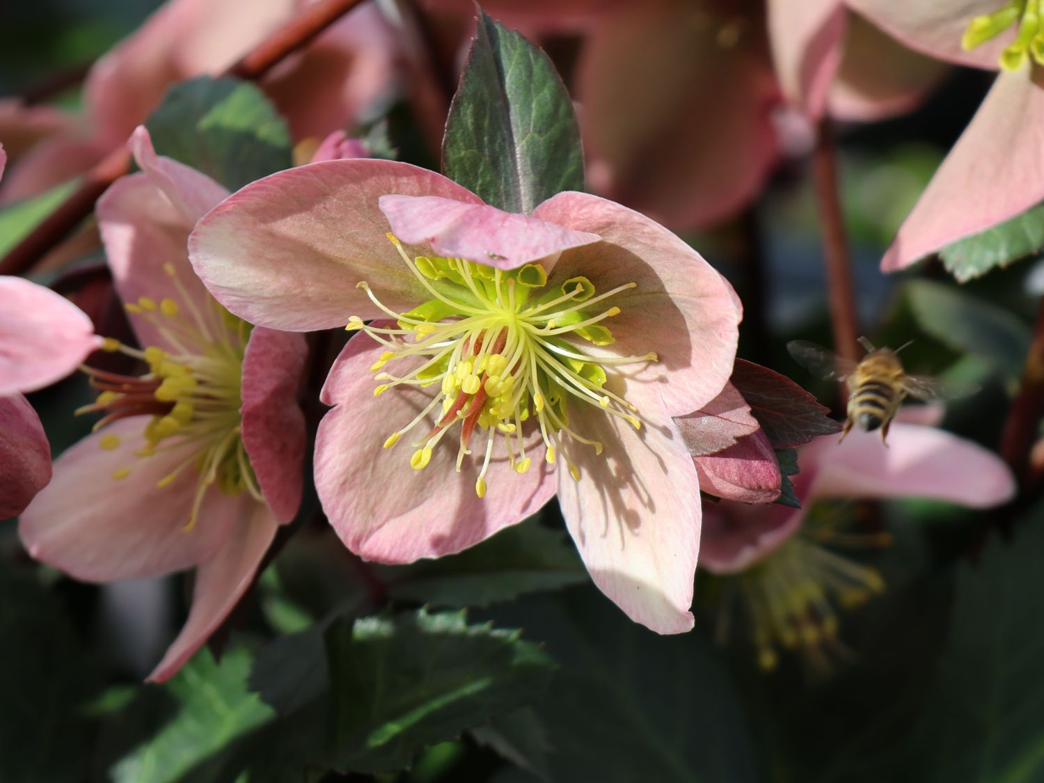 Lenzrose 'Pirouette' - Helleborus x ericsmithii 'Pirouette'