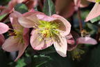 Lenzrose 'Pirouette' - Helleborus x ericsmithii 'Pirouette'