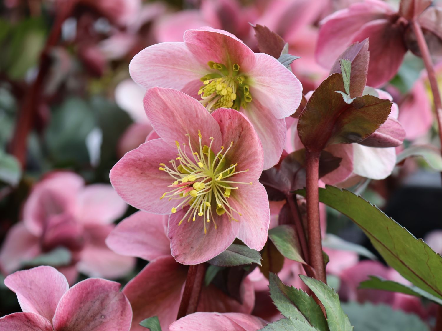 Lenzrose 'Pirouette' - Helleborus x ericsmithii 'Pirouette'