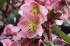 Lenzrose 'Pirouette' - Helleborus x ericsmithii 'Pirouette'