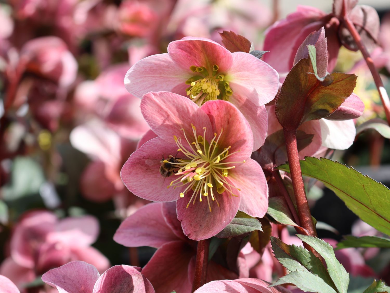 Lenzrose 'Pirouette' - Helleborus x ericsmithii 'Pirouette'