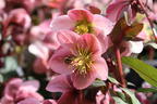 Lenzrose 'Pirouette' - Helleborus x ericsmithii 'Pirouette'