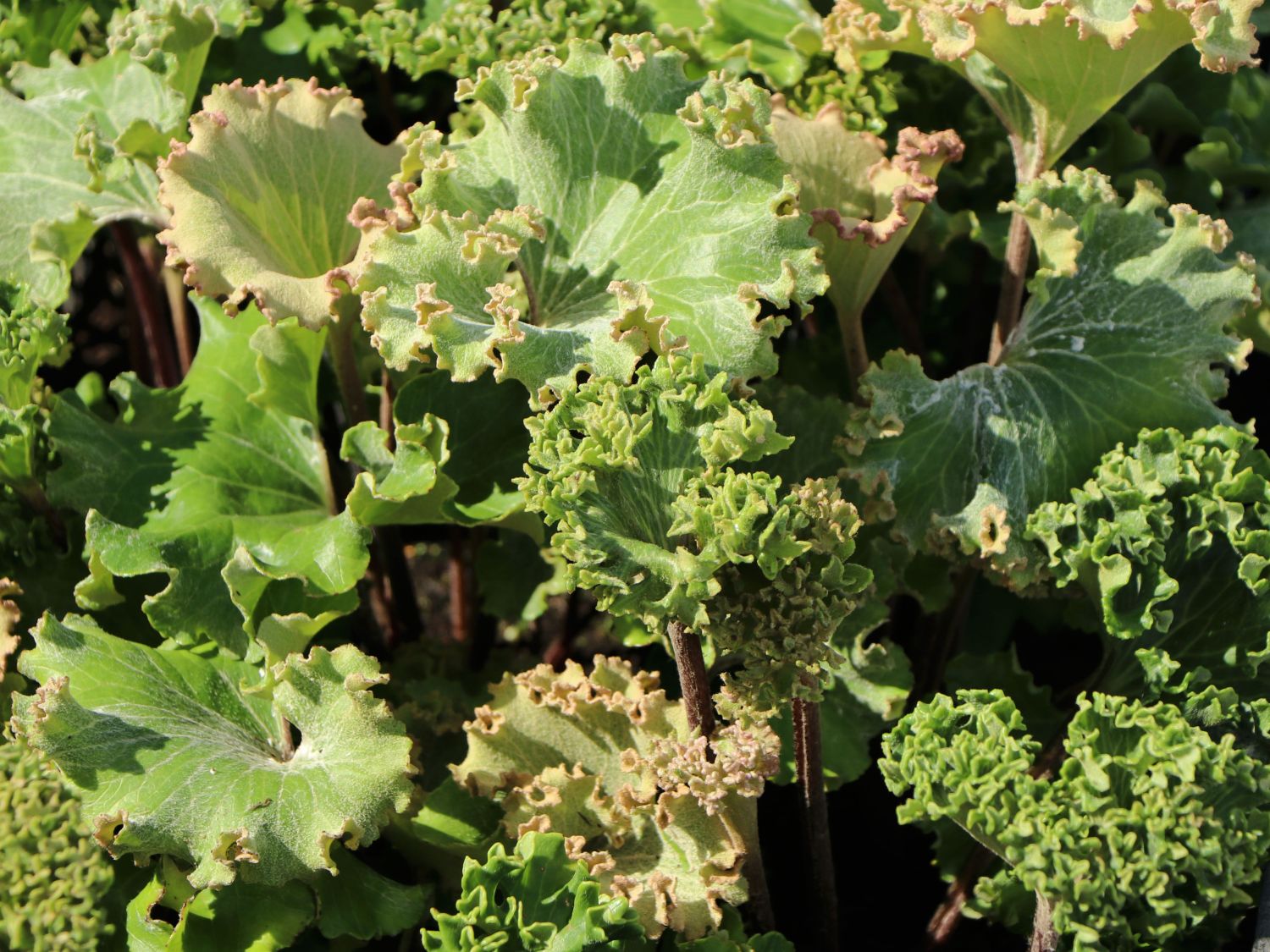 Leopardenpflanze 'Wavy Gravy'