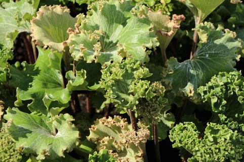 Leopardenpflanze 'Wavy Gravy' - Farfugium japonicum 'Wavy Gravy'