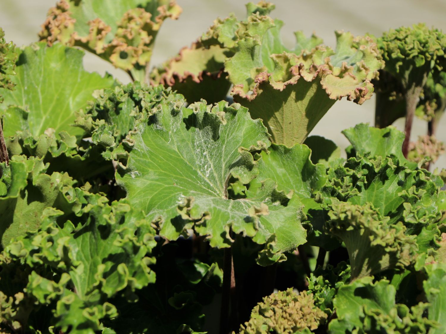 Leopardenpflanze 'Wavy Gravy' - Farfugium japonicum 'Wavy Gravy'