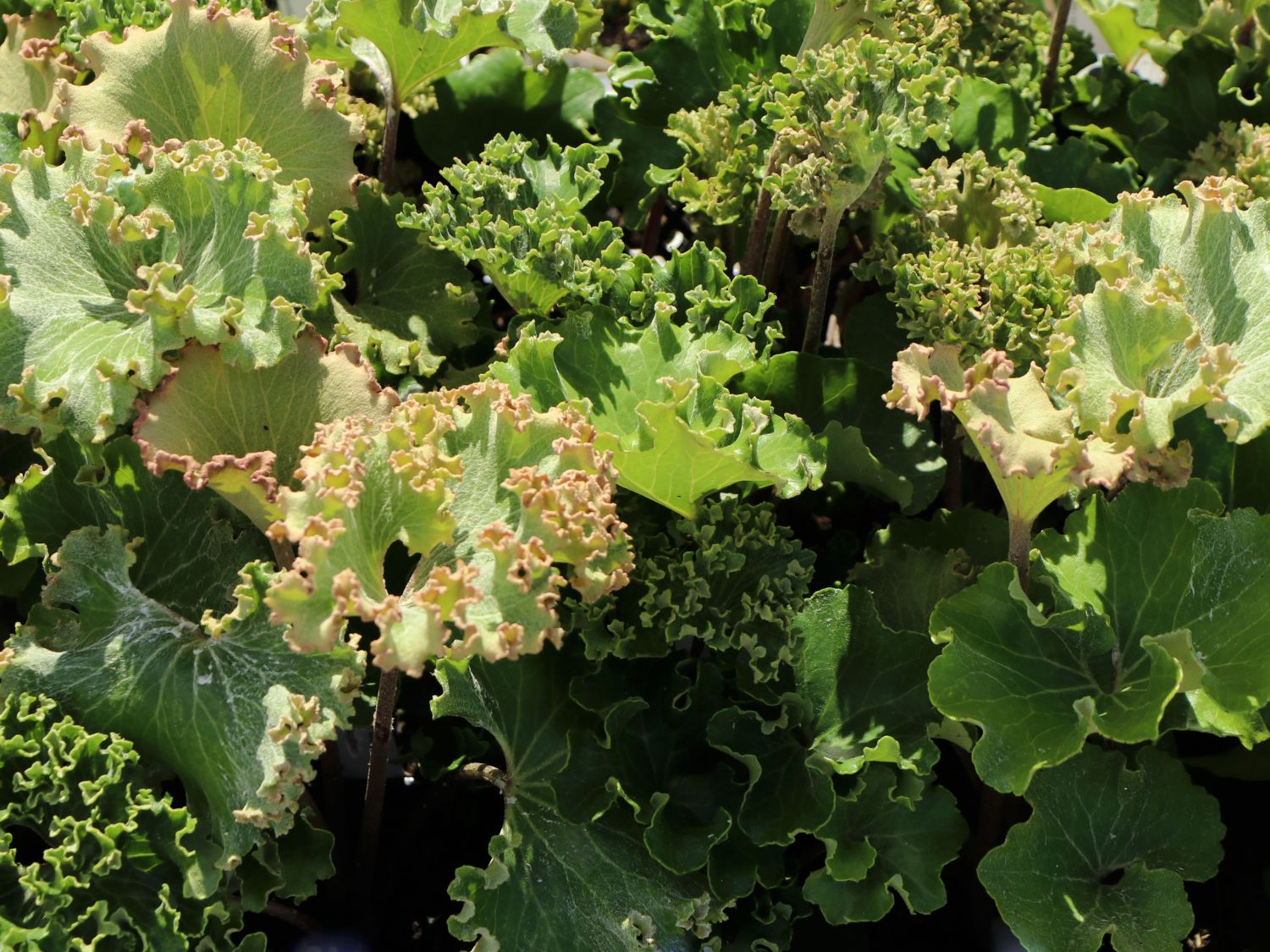 Leopardenpflanze 'Wavy Gravy' - Farfugium japonicum 'Wavy Gravy'