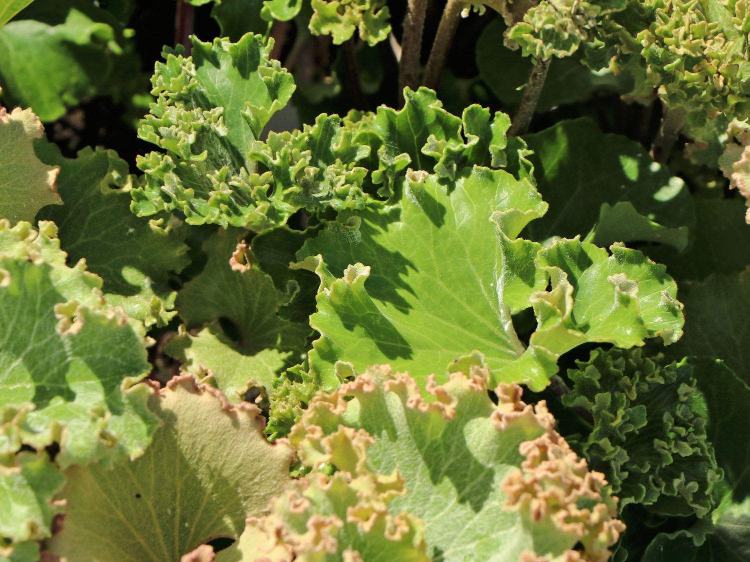 Leopardenpflanze 'Wavy Gravy' - Farfugium japonicum 'Wavy Gravy'
