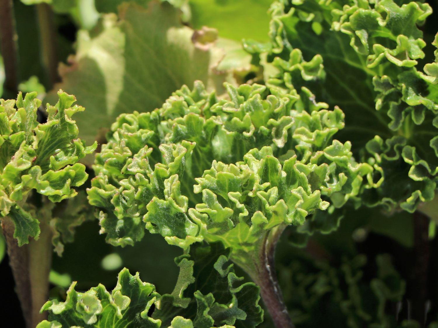 Leopardenpflanze 'Wavy Gravy' - Farfugium japonicum 'Wavy Gravy'