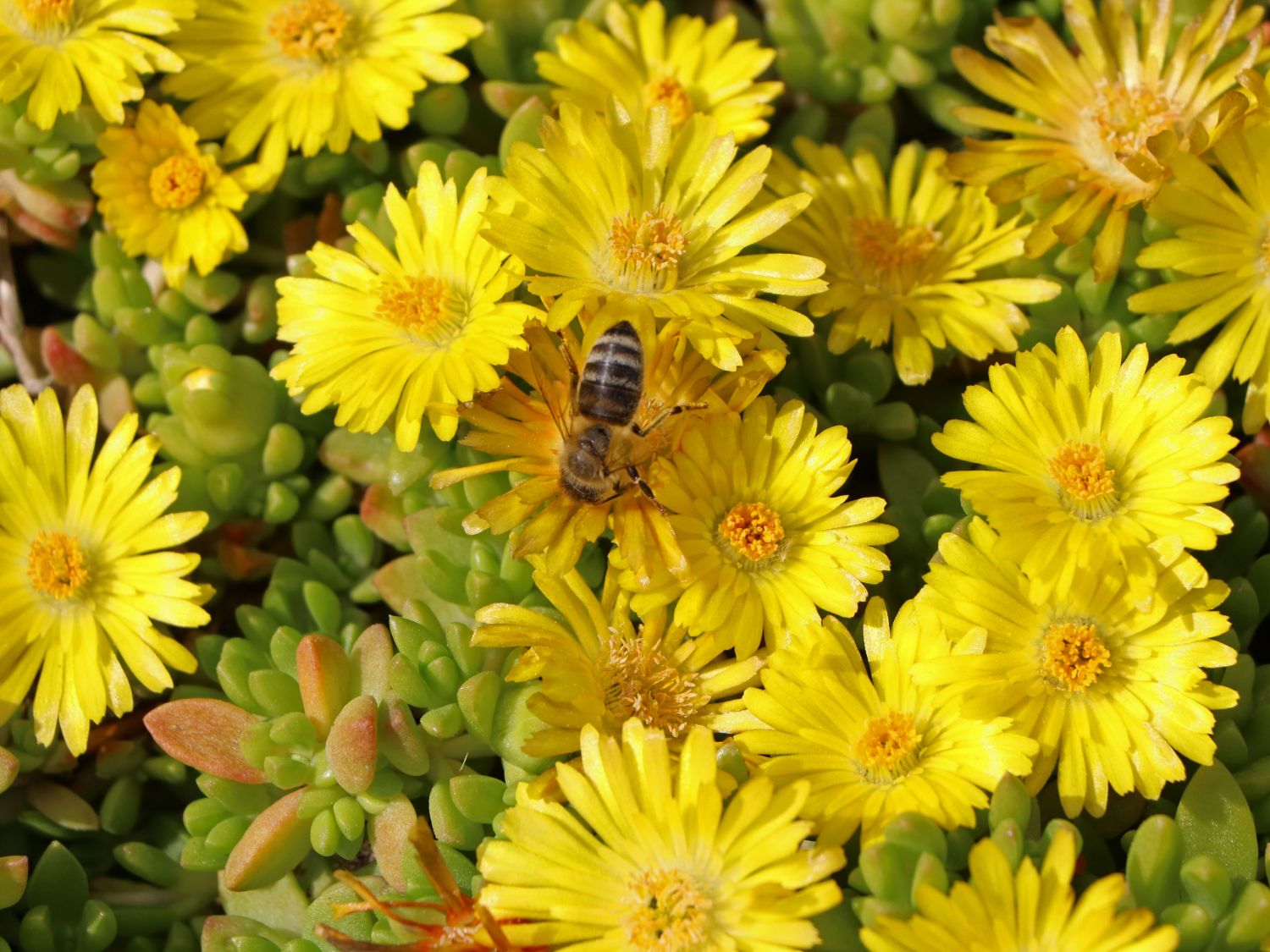Lesotho Mittagsblume - Delosperma nubigenum