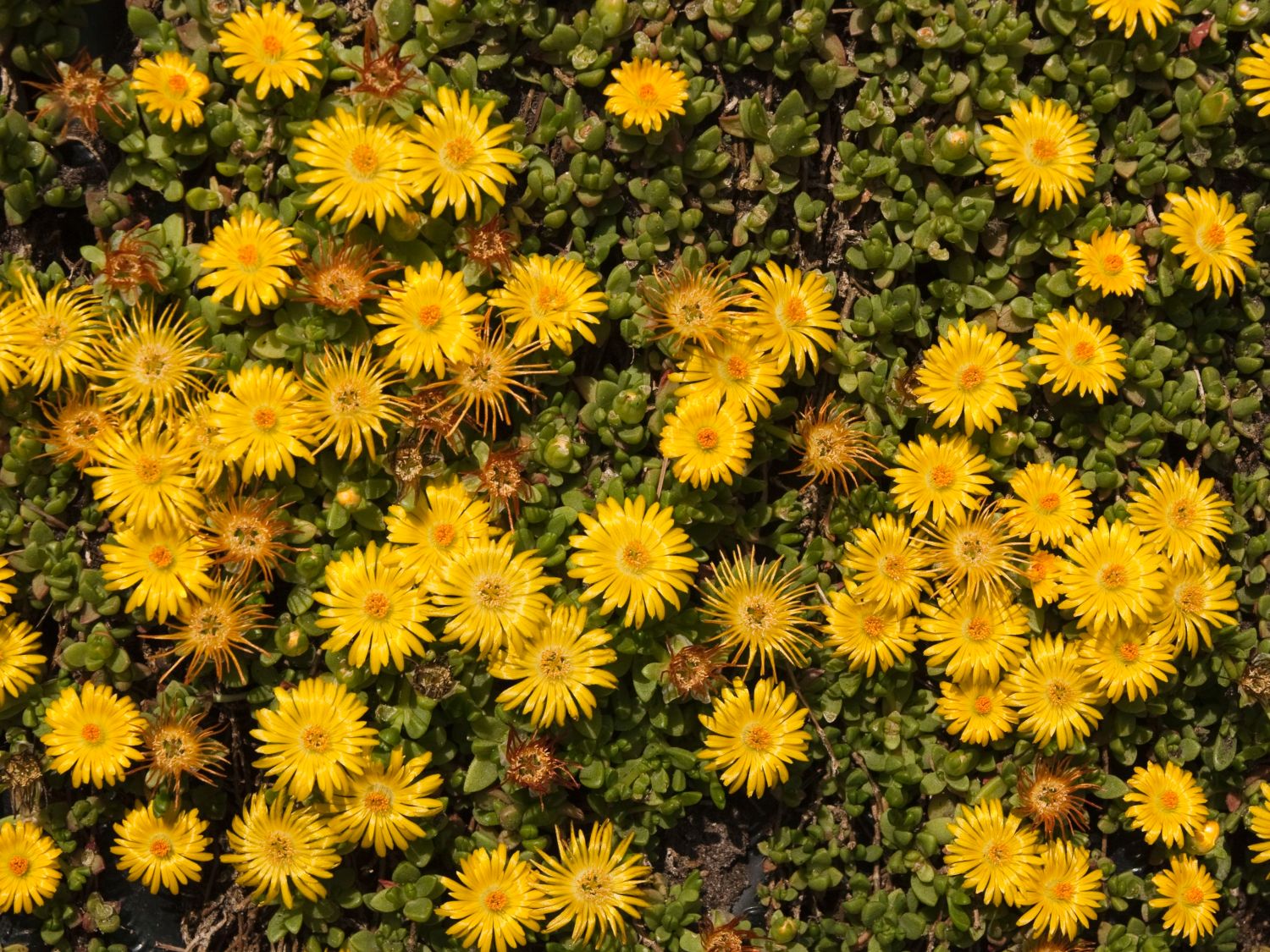 Lesotho Mittagsblume - Delosperma lineare