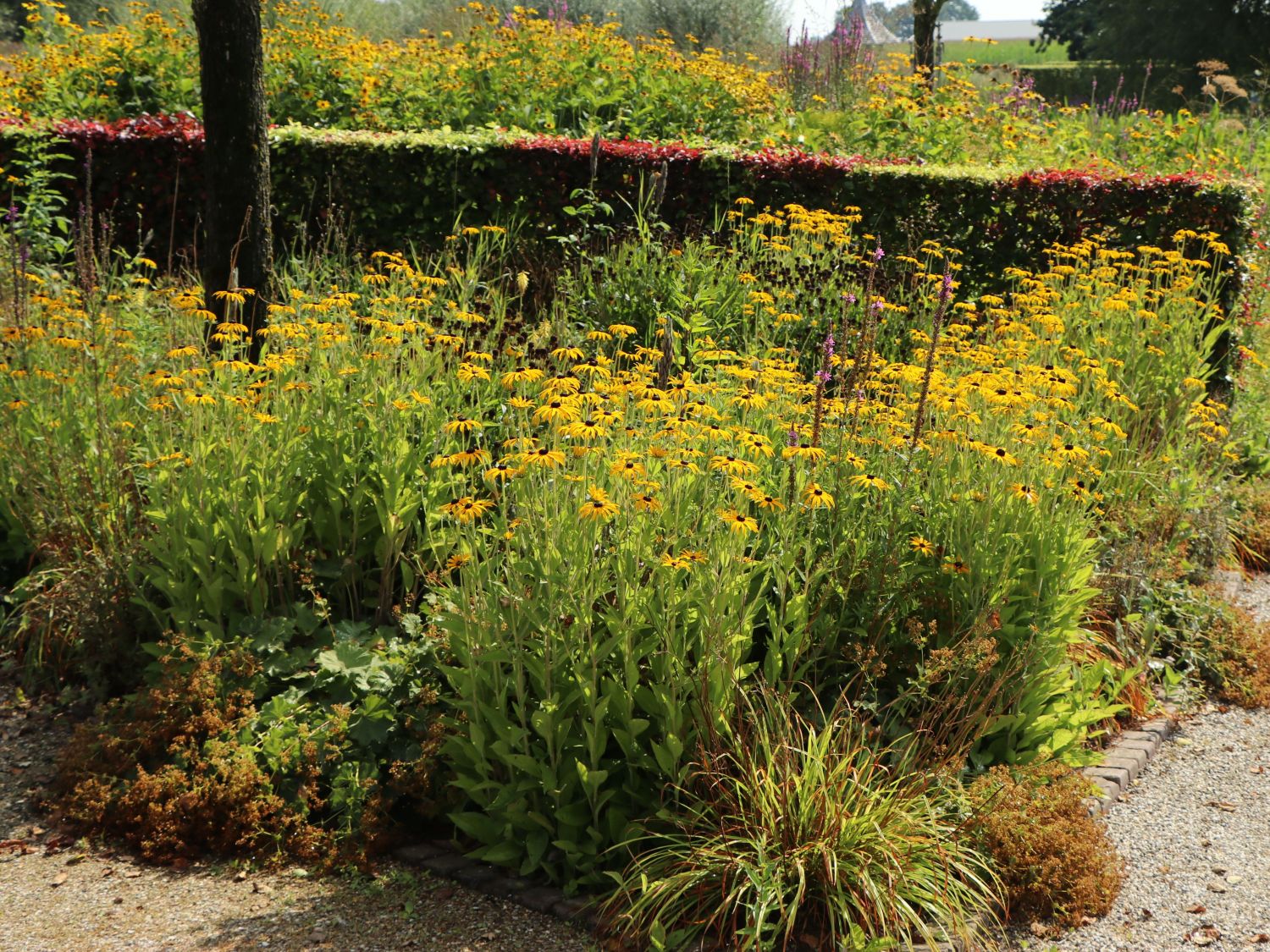Leuchtender Sonnenhut 'Goldsturm' - Rudbeckia fulgida var. sullivantii 'Goldsturm'