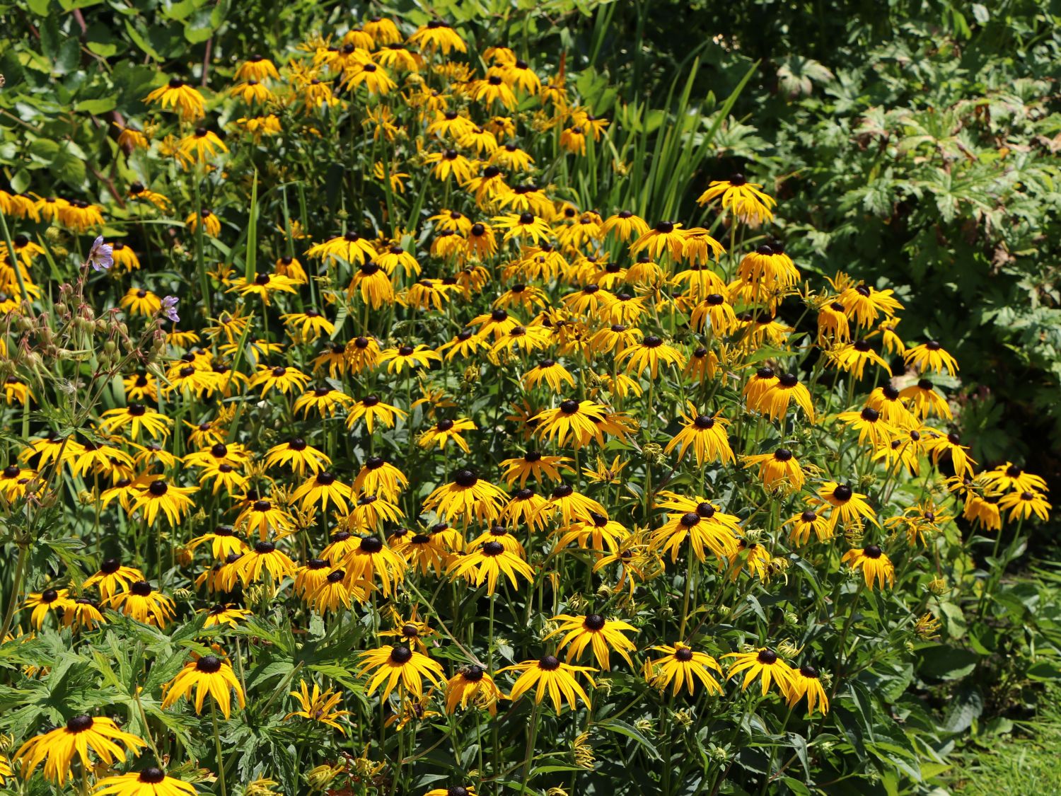 Leuchtender Sonnenhut 'Goldsturm' - Rudbeckia fulgida var. sullivantii 'Goldsturm'