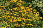 Leuchtender Sonnenhut 'Goldsturm' - Rudbeckia fulgida var. sullivantii 'Goldsturm'