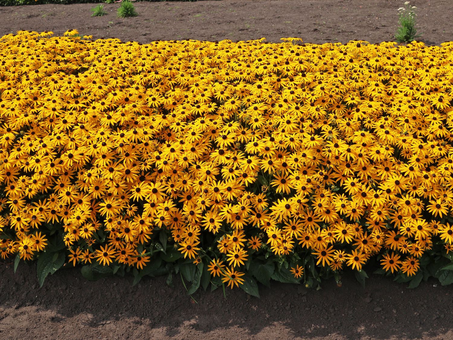 Leuchtender Sonnenhut 'Goldsturm' - Rudbeckia fulgida var. sullivantii 'Goldsturm'