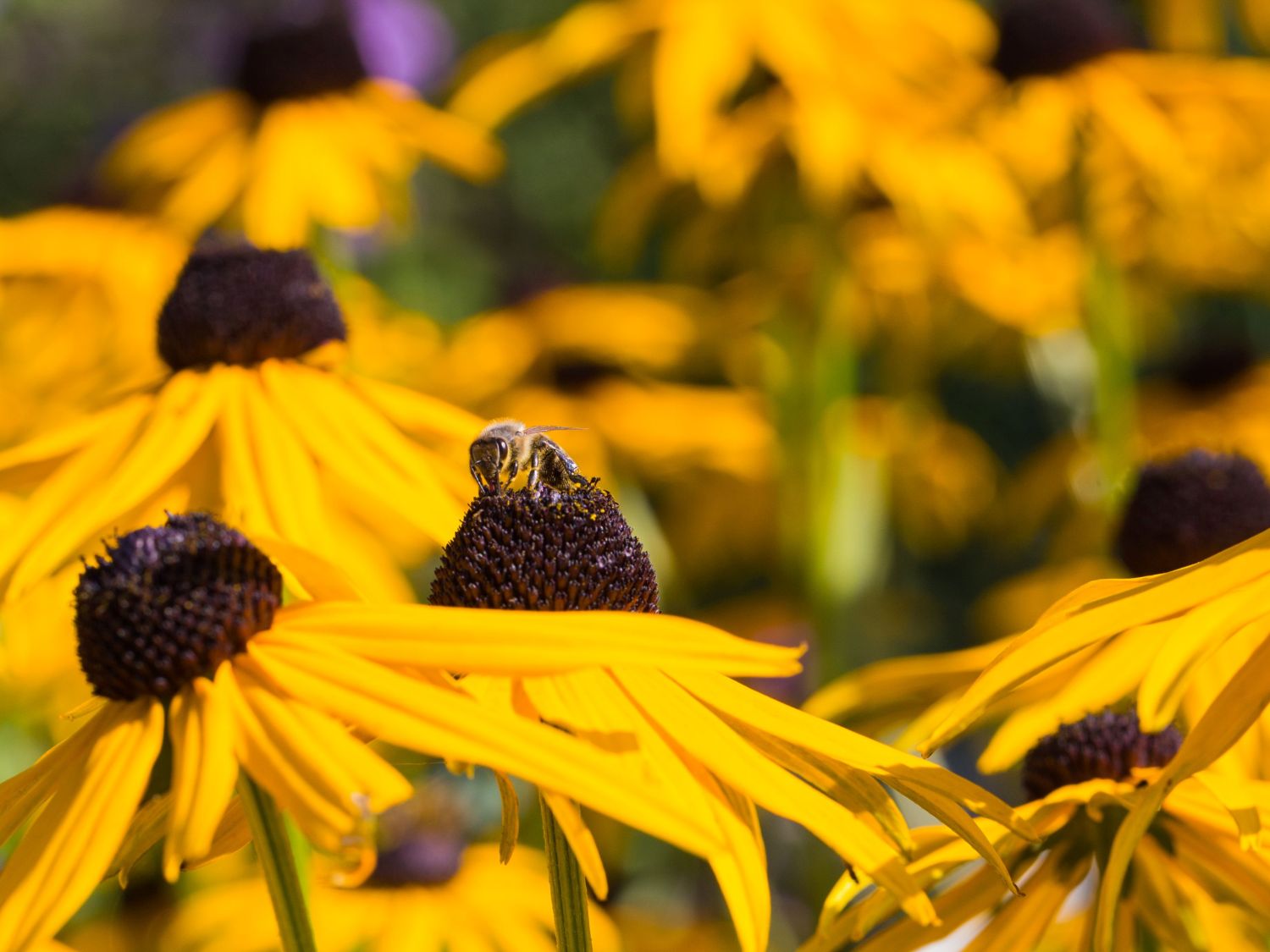 Leuchtender Sonnenhut 'Goldsturm' - Rudbeckia fulgida var. sullivantii 'Goldsturm'
