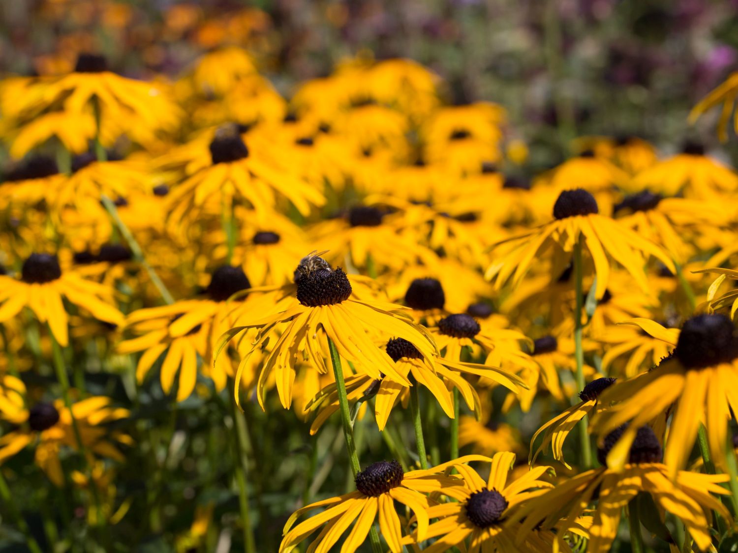Leuchtender Sonnenhut 'Goldsturm' - Rudbeckia fulgida var. sullivantii 'Goldsturm'