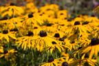 Leuchtender Sonnenhut 'Goldsturm' - Rudbeckia fulgida var. sullivantii 'Goldsturm'