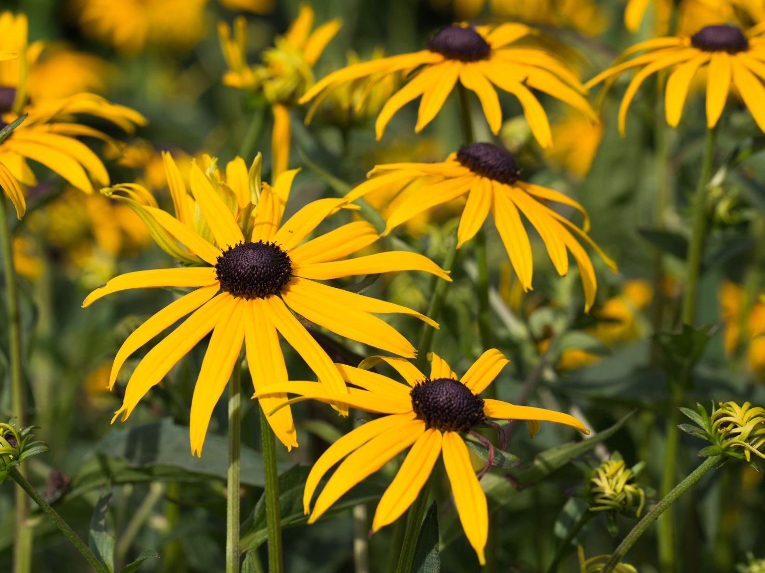 Leuchtender Sonnenhut 'Goldsturm' - Rudbeckia fulgida var. sullivantii 'Goldsturm'