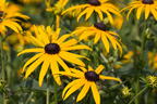Leuchtender Sonnenhut 'Goldsturm' - Rudbeckia fulgida var. sullivantii 'Goldsturm'
