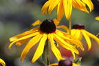 Leuchtender Sonnenhut 'Goldsturm' - Rudbeckia fulgida var. sullivantii 'Goldsturm'