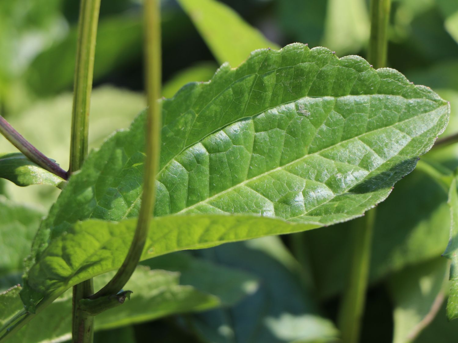 Leuchtender Sonnenhut 'Goldsturm' - Rudbeckia fulgida var. sullivantii 'Goldsturm'