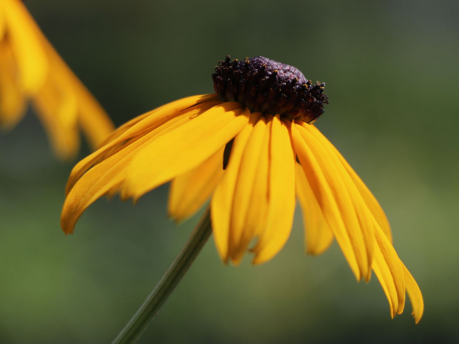 Leuchtender Sonnenhut 'Goldsturm' - Rudbeckia fulgida var. sullivantii 'Goldsturm'