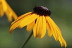 Leuchtender Sonnenhut 'Goldsturm' - Rudbeckia fulgida var. sullivantii 'Goldsturm'