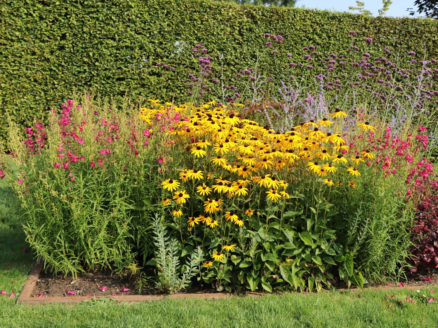 Leuchtender Sonnenhut 'Goldsturm' - Rudbeckia fulgida var. sullivantii 'Goldsturm'